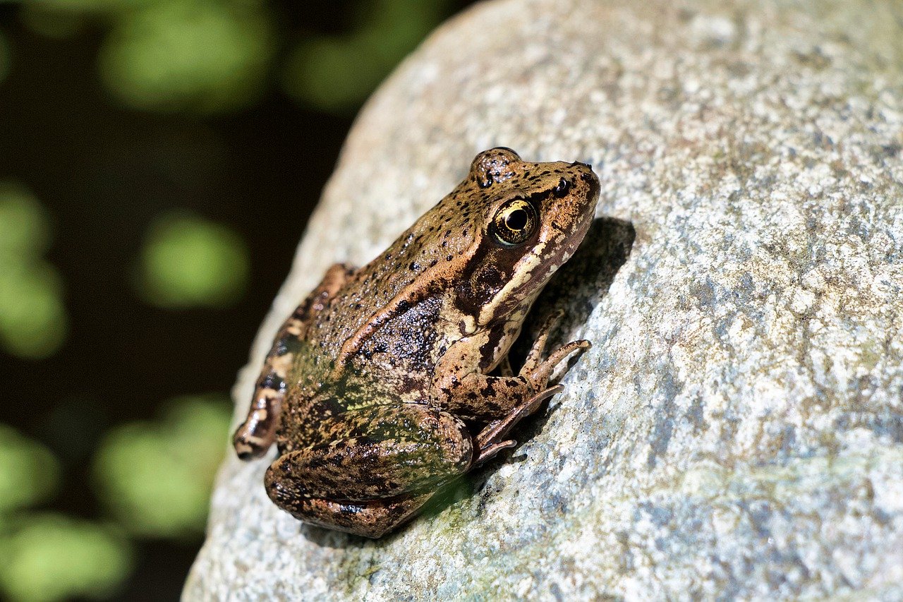 All about Amphibians - Contributions of Amphibians to Ecosystems